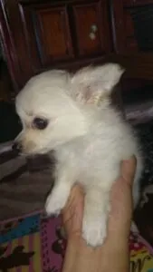愛犬の小さい頃の写真